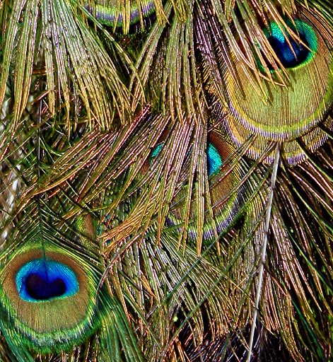 Peacock feathers at first glance. But what if this is actually a series of superhighways for a race of aphid-sized people instead? Write what you can imagine.